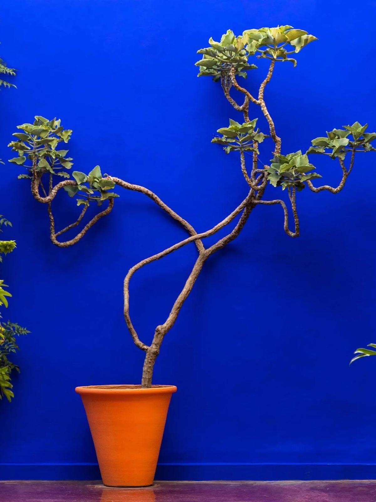 Jardin Majorelle